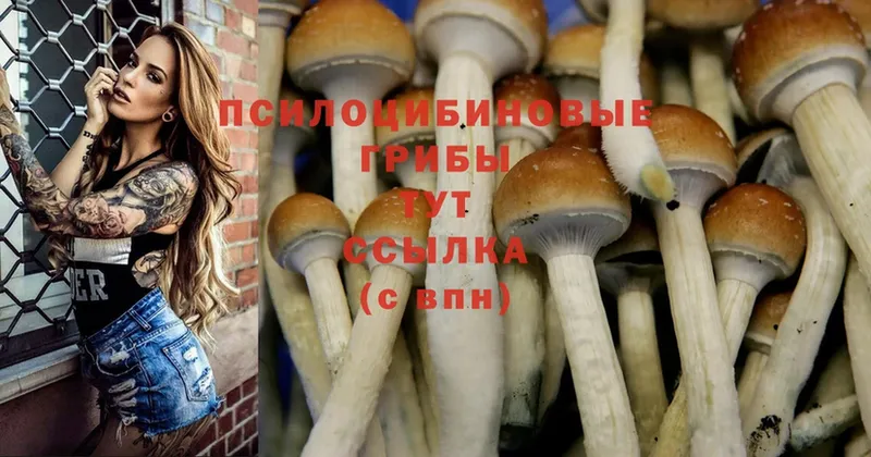 закладки  Луга  Галлюциногенные грибы GOLDEN TEACHER 